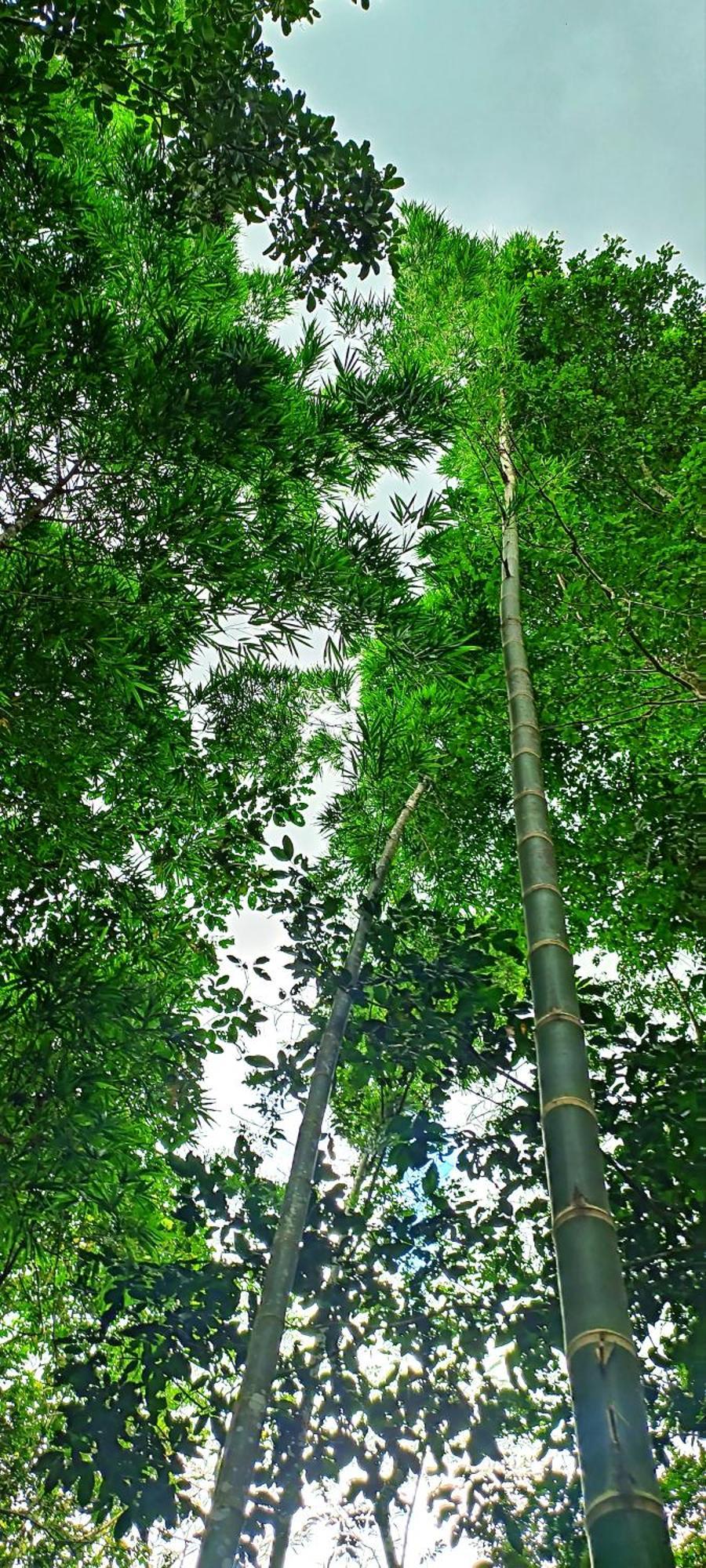 Hotel Ecologico Makalombia La Macarena Εξωτερικό φωτογραφία